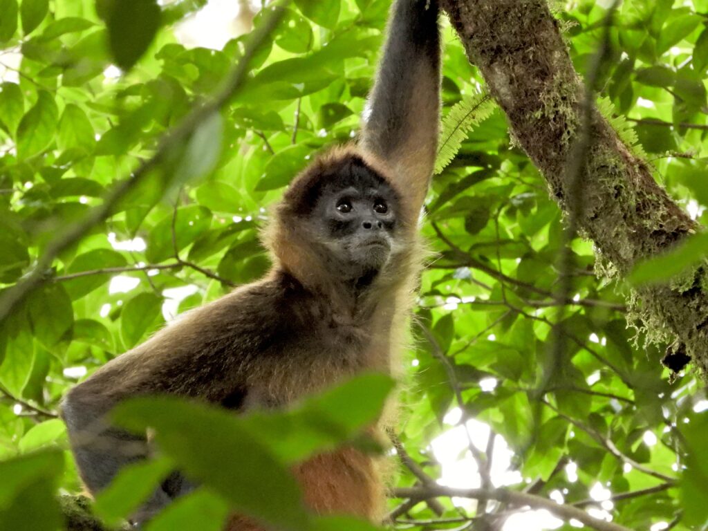monkey in costa rica