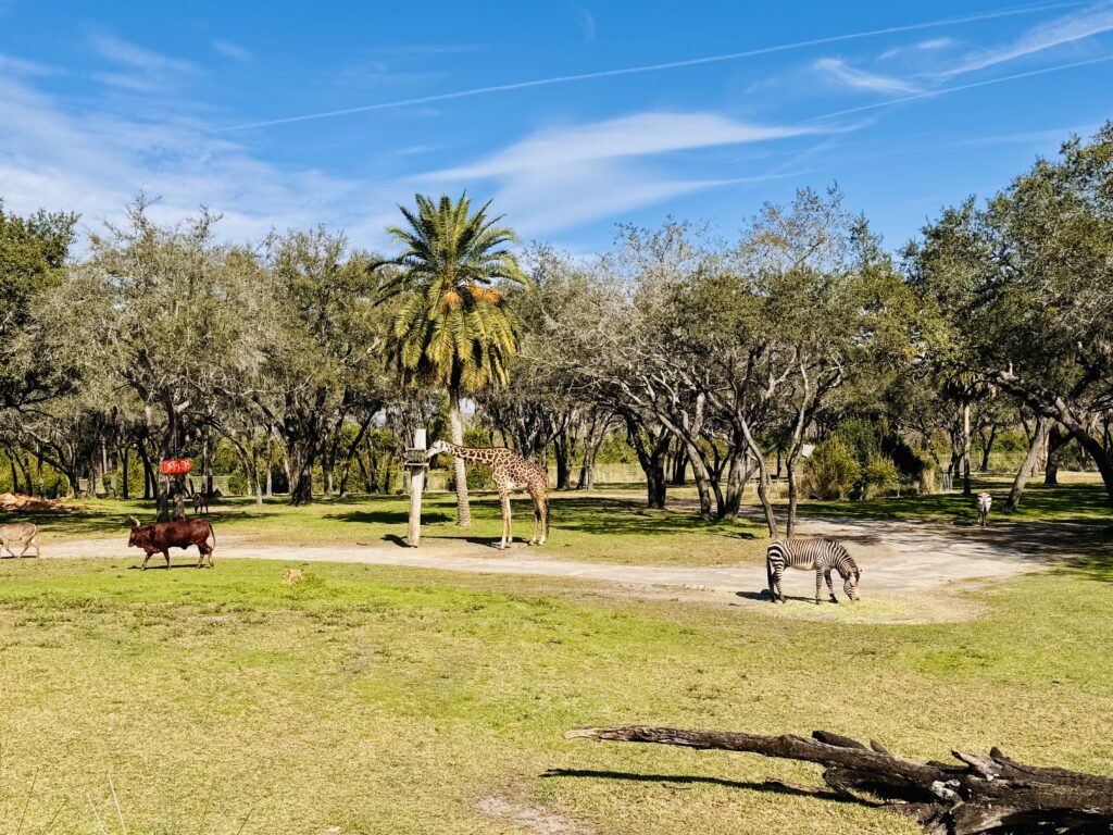 Disney World Animal Kingdom Lodge