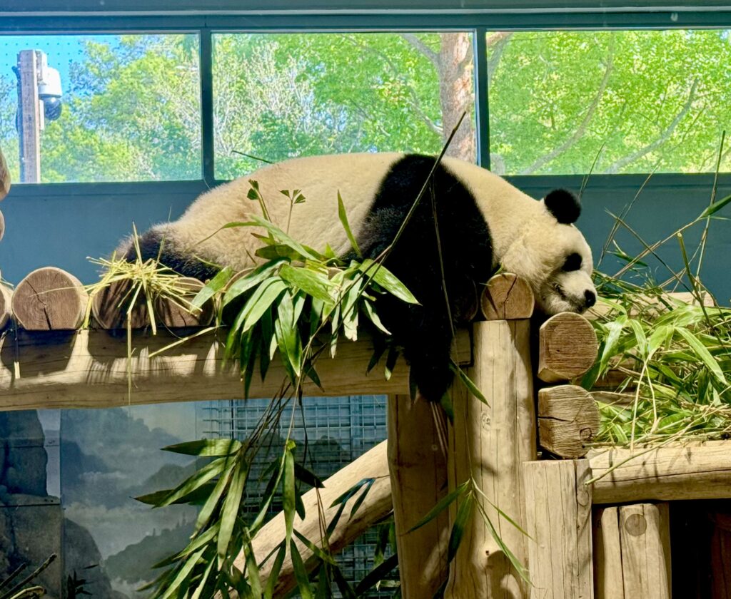 giant panda National Zoo Washington DC