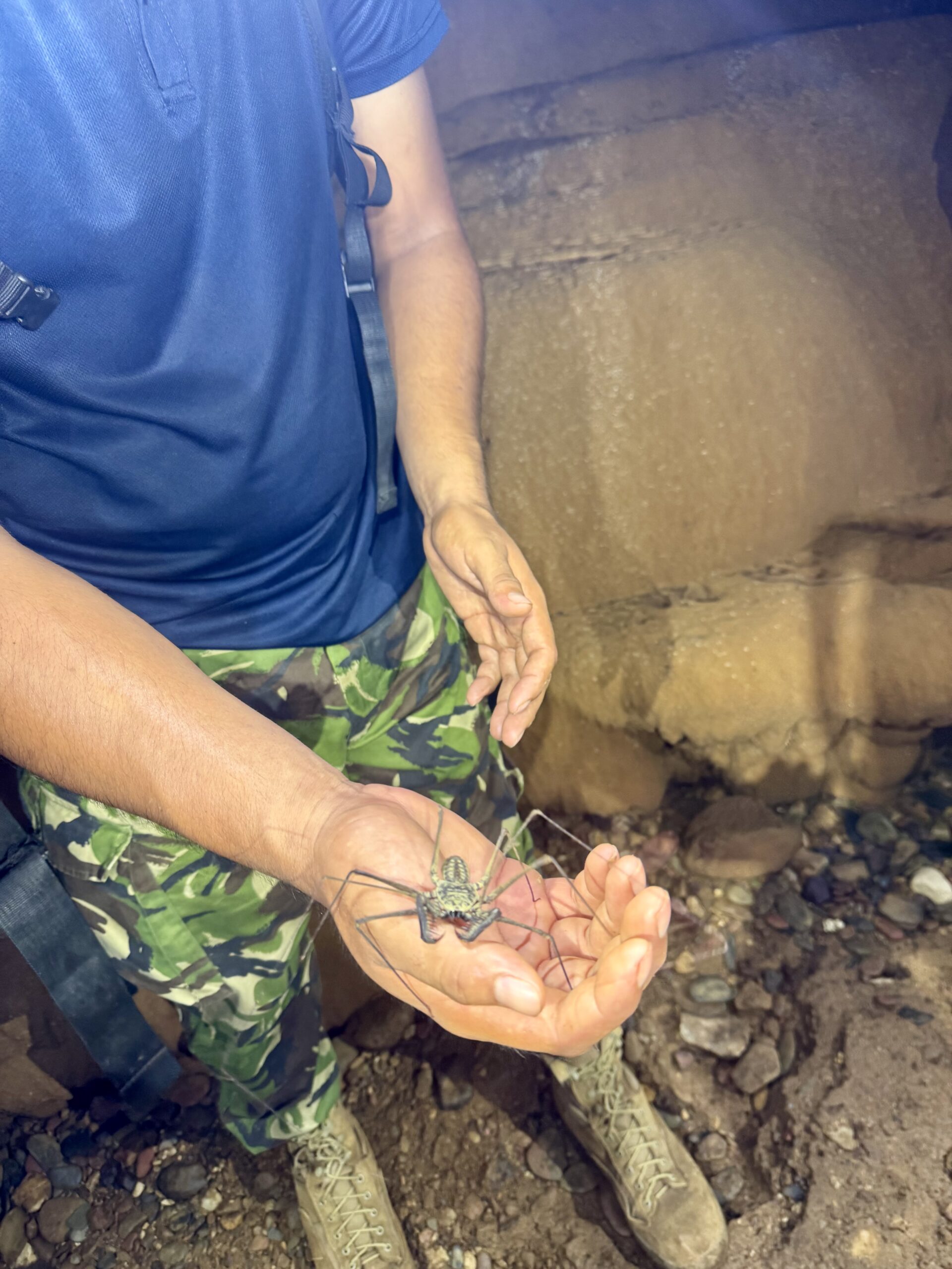 Cave Tooth Spider inside cave on Caves Branch Waterfall Expedition