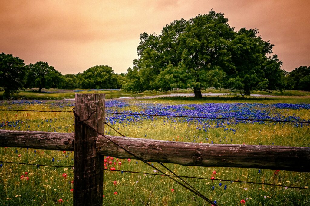 texas hillcountry roadtrip with wildflowers