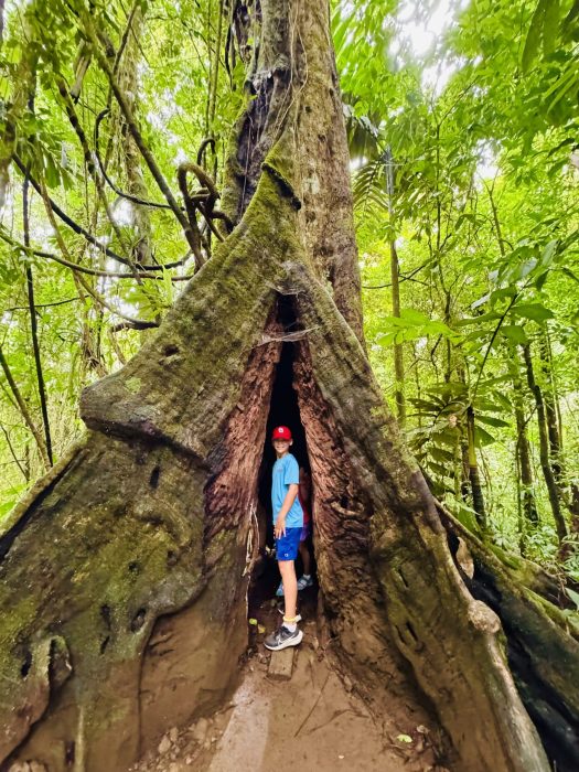 Costa Rica Rainforest