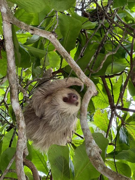 why visit Costa Rica- sloth in Costa Rica