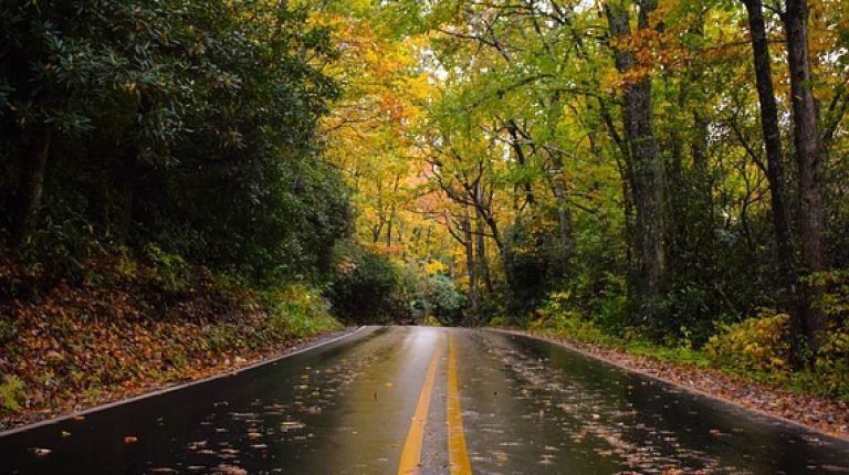 nature, leaves, trees, green, road, trip, travel, yellow